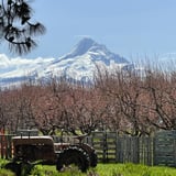 Mountain with orchard