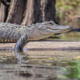 See the Swamp Wildlife