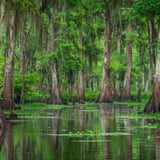 Photograph the Swamps of New Orleans 