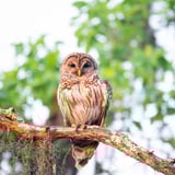 Swamp Photography Tour