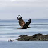 Eagle seen on Wine Tasting and Kayaking Tour of San Juan Islands
