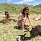 Petting Alpacas