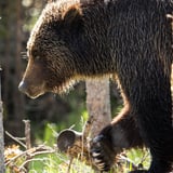 Grizzly Bear Adventure in Montana