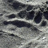 Bear Print in Sand