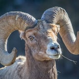 Mountain Goat on Yellowstone Tour