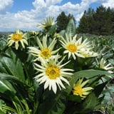 Flowers in Yellowstone National Park