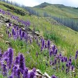 Southern Loop Yellowstone Private Adventure