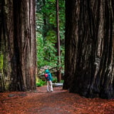 Man Looking at Redwood Trees
