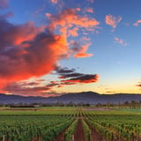 Vineyard at Sunset