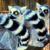 Play with Ring-Tailed Lemurs