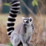 Ring-Tailed Lemur Experience