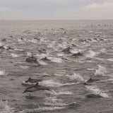 Dolphin Pods in the Bay