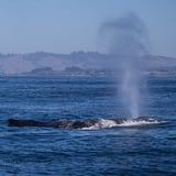 Whale Watching in CA