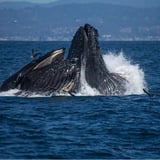 California Whale Watch