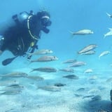 Person scuba diving with fish
