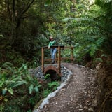 Woman on Bridge Looking at Forest