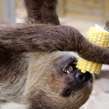Sloth with corn