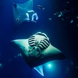 Manta Ray Snorkeling Experience