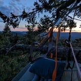 Sunset views from tree
