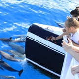 Kids looking at Dolphins