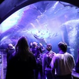Group looking at aquarium of fish
