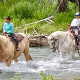 Horses Crossing Water