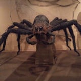 Giant Spider