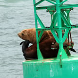 Seal on buoy