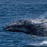 Whale Cruise