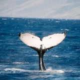 Whale tail