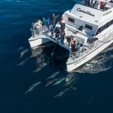 Dolphins swimming under boat