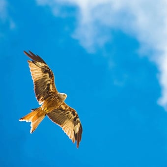 Virtual Wildlife Photography Course