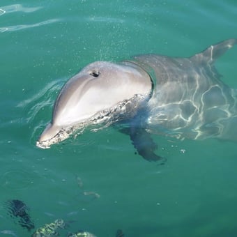 Anna Maria Island Dolphin Cruise