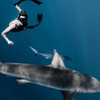 North Shore Snorkel with Sharks Tour 