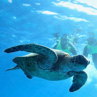 Turtle Canyon Snorkel, Sail, and Trolley Ride