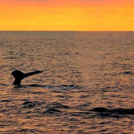 Whale Watch Sunset Cruise