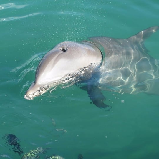 Dolphin up Close