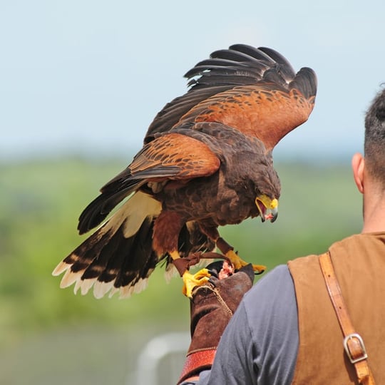 Falconry Beginner Lesson in Colorado Springs