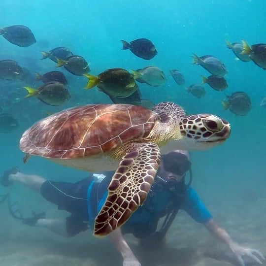 Person scuba diving with turtle