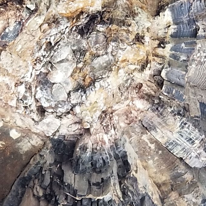 Yellowstone petrified forest trail on sale