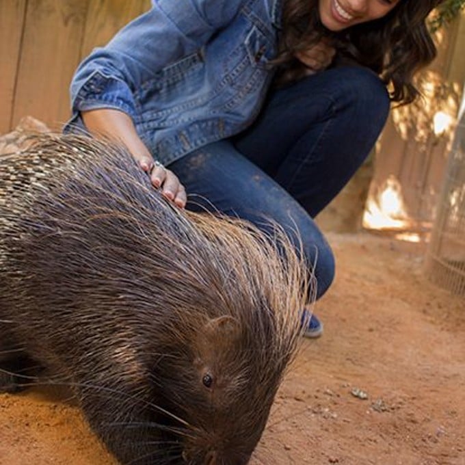 Girl touching porcupine