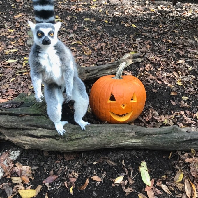 Lemur with pumpkin