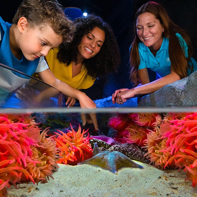 People touching sea creatures