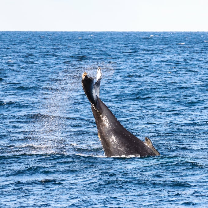 Sideways whale tail