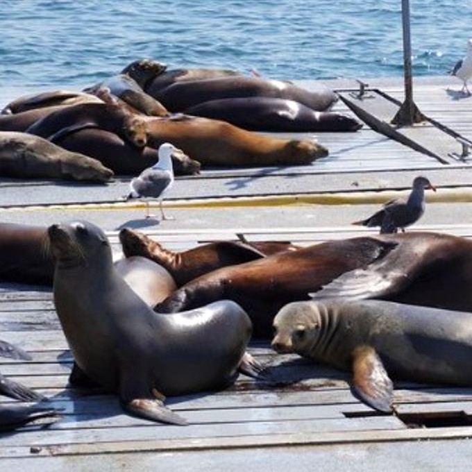Seals on dock