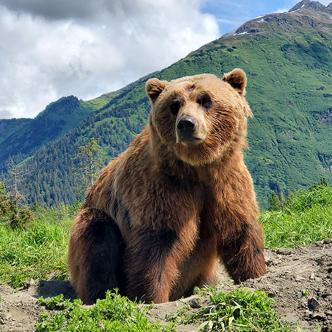 Wildlife Photography in Alaska