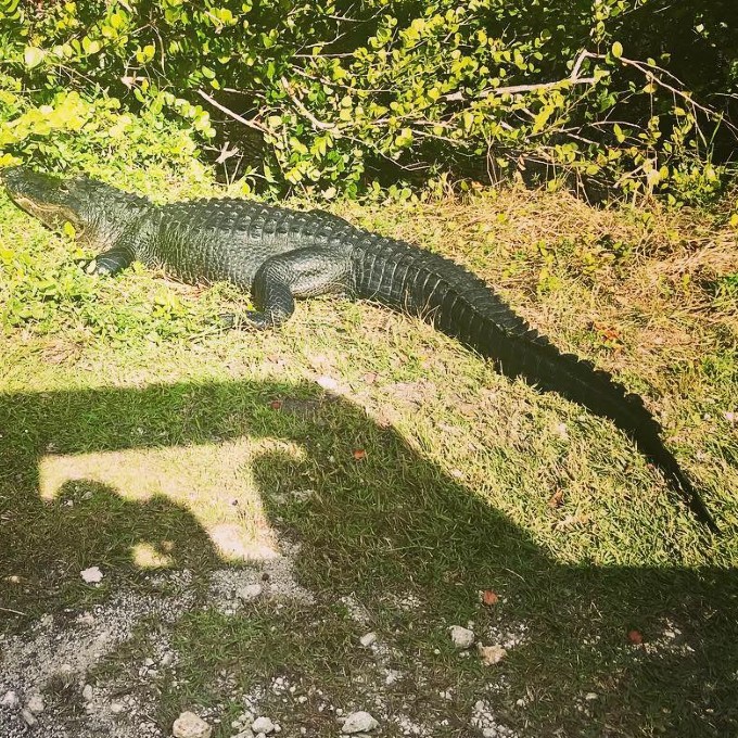 Alligator during Everglades Tour 