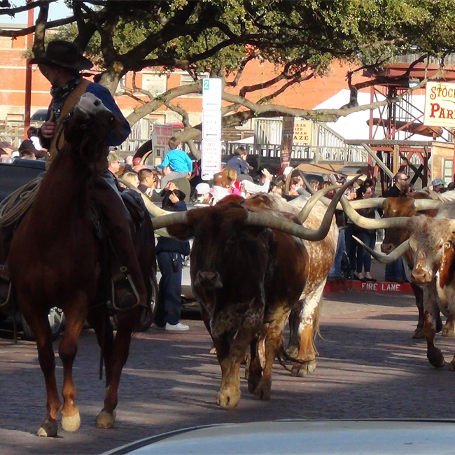 Cattle Drive during Fort Worth Tour