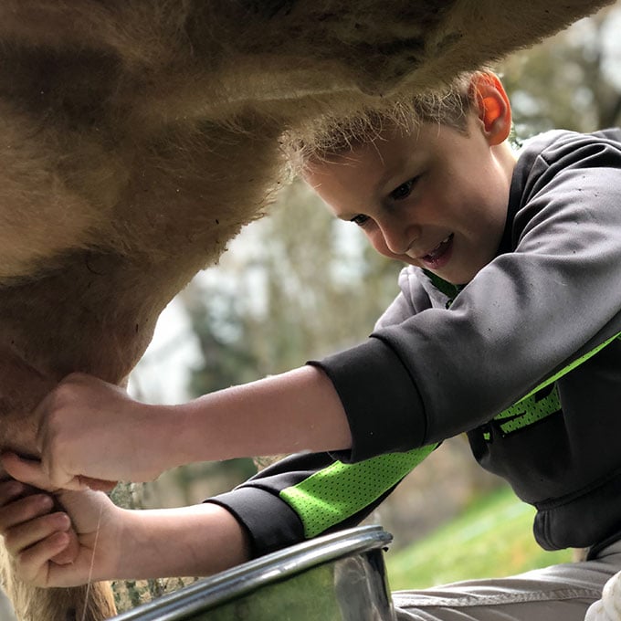 Boy Milking a Cow
