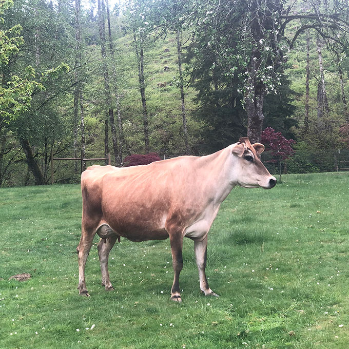 Brown Cow